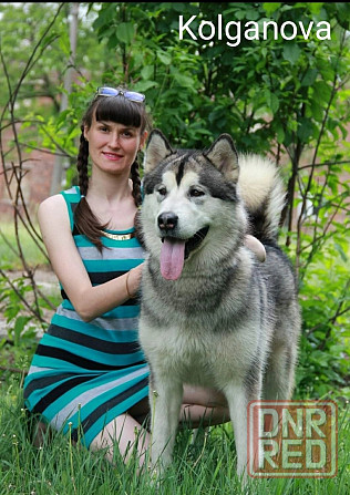 Стрижка собак Донецк - изображение 8