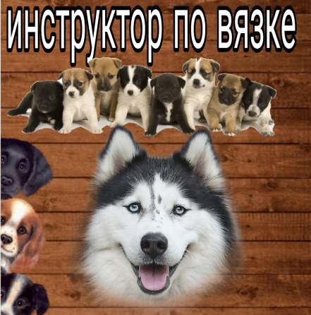 Инструктор по вязке собак Донецк