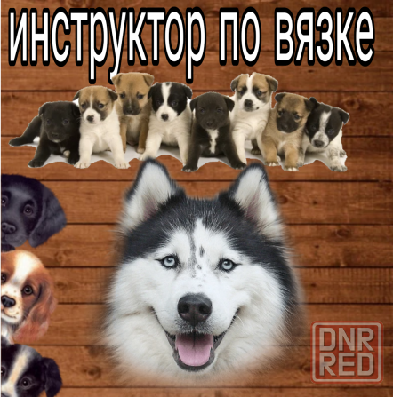 Инструктор по вязке собак Донецк - изображение 1