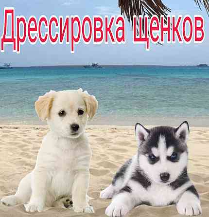 Дрессировка собак Донецк