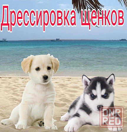 Дрессировка собак Донецк - изображение 5
