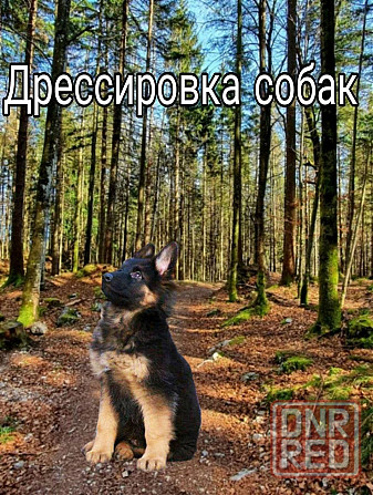 Дрессировка собак Донецк - изображение 6