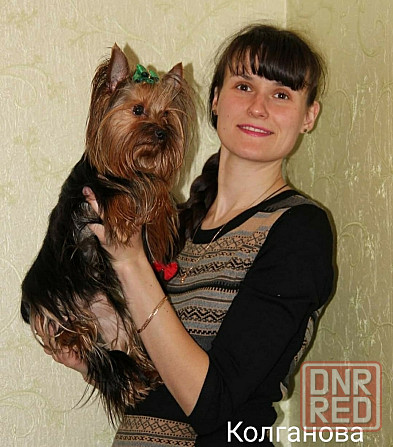 Дрессировка собак Донецк - изображение 2