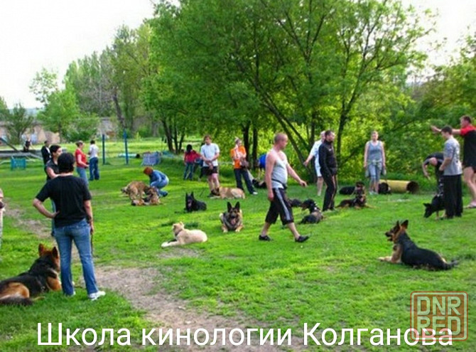 Дрессировка собак Донецк - изображение 1