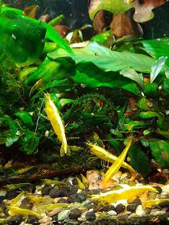 Креветки каридина и неокаридина Донецк