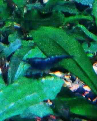 Креветки каридина и неокаридина Донецк