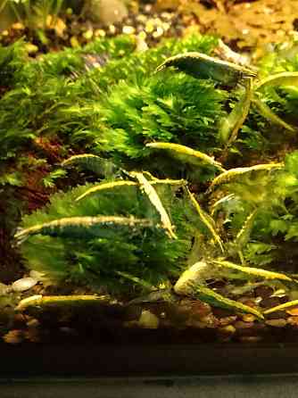 Креветки каридина и неокаридина Донецк