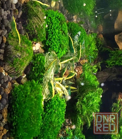 Креветки каридина и неокаридина Донецк - изображение 9