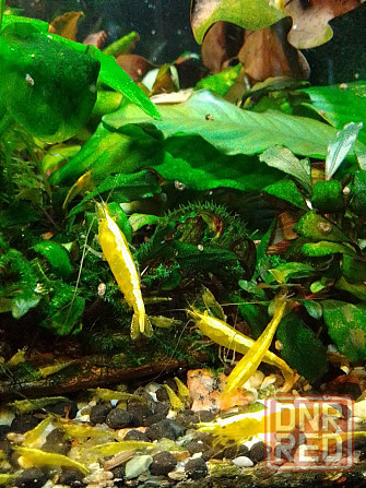 Креветки каридина и неокаридина Донецк - изображение 5