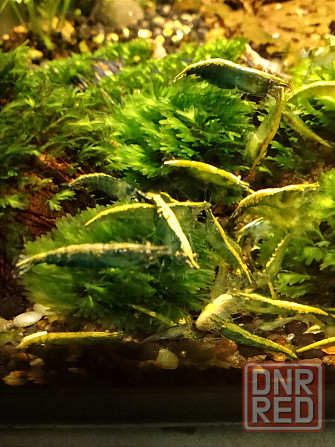 Креветки каридина и неокаридина Донецк - изображение 1