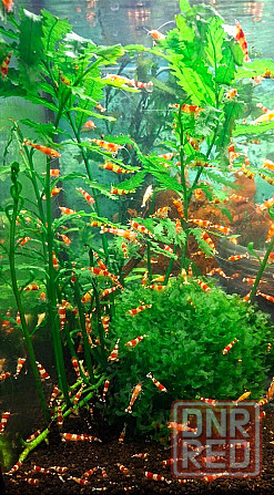 Креветки каридина и неокаридина Донецк - изображение 6