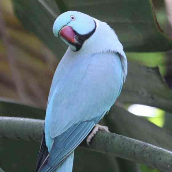 Ожереловый Голубой попугай молодой Донецк