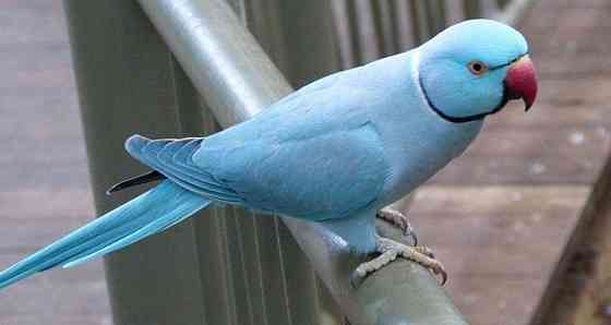 Ожереловый Голубой попугай молодой Донецк