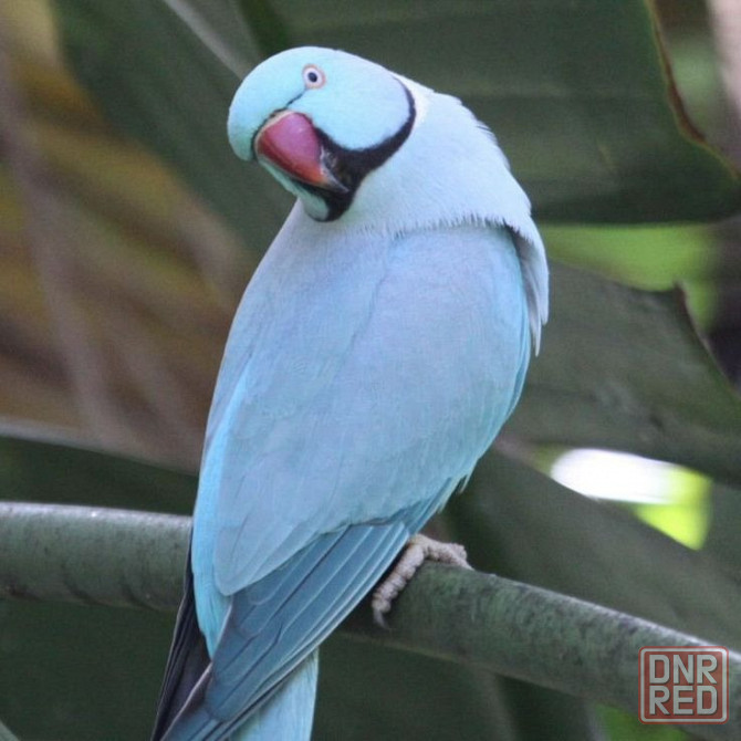 Ожереловый Голубой попугай молодой Донецк - изображение 3