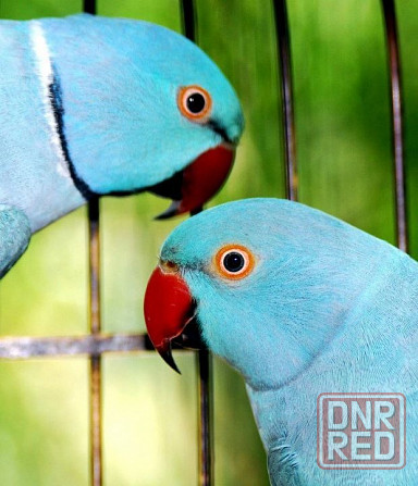Ожереловый Голубой попугай молодой Донецк - изображение 1