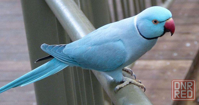 Ожереловый Голубой попугай молодой Донецк - изображение 4