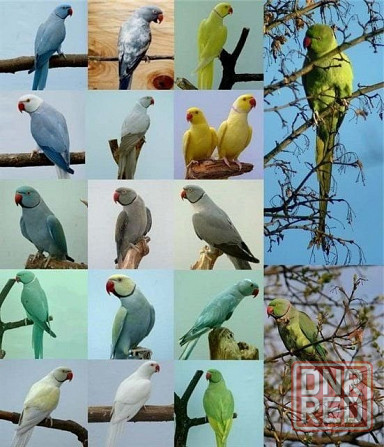 Белый Ожереловый попугай молодой Донецк - изображение 1
