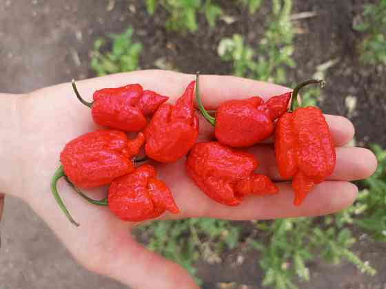 Острый Соус Carolina Reaper Донецк