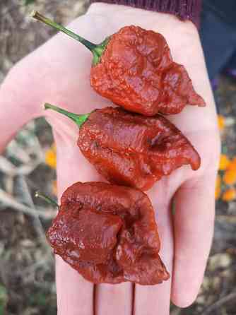 Острый Соус Carolina Reaper Донецк