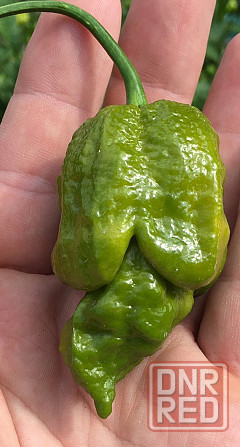 Острый Соус Carolina Reaper Донецк - изображение 8