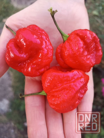 Острый Соус Carolina Reaper Донецк - изображение 6
