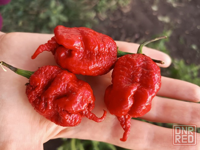 Острый Соус Carolina Reaper Донецк - изображение 1