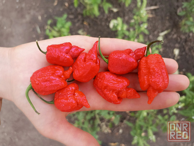 Острый Соус Carolina Reaper Донецк - изображение 4