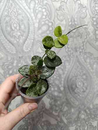 Хойя Матильда ( Hoya Mathilde ). Макеевка