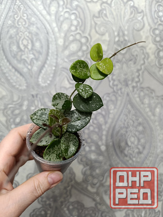 Хойя Матильда ( Hoya Mathilde ). Макеевка - изображение 3