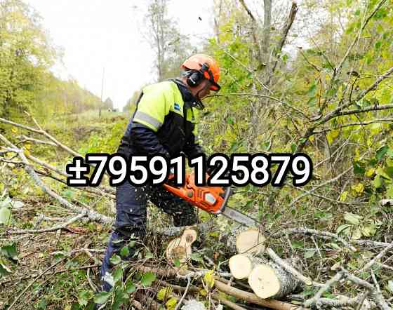 Спил деревьев в Луганске лнр Луганск