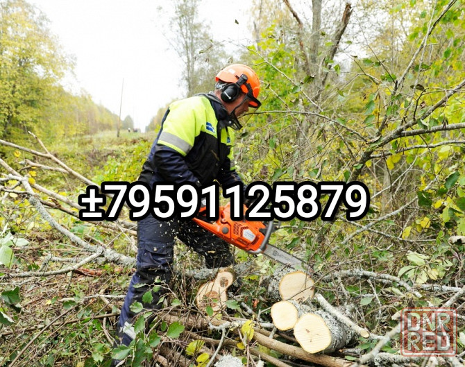 Спил деревьев в Луганске лнр Луганск - изображение 1