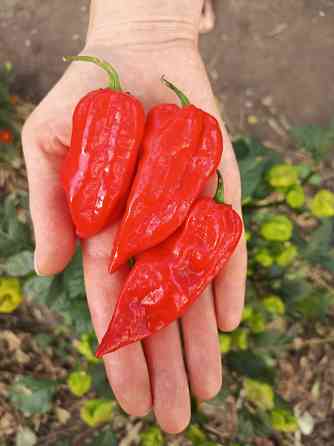 перец Carolina Reaper 7pot семена Донецк