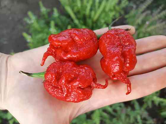 перец Carolina Reaper 7pot семена Донецк