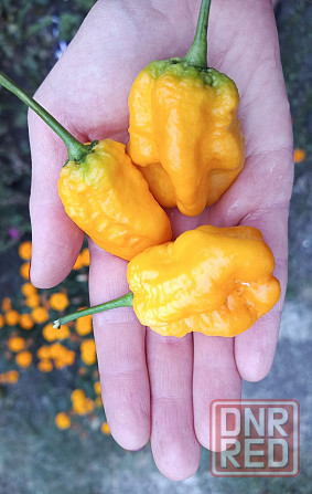 перец Carolina Reaper 7pot семена Донецк - изображение 5