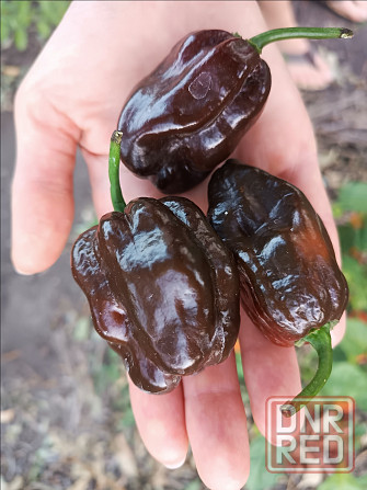 перец Carolina Reaper 7pot семена Донецк - изображение 4