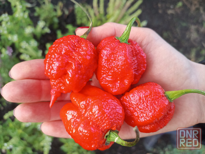 перец Carolina Reaper 7pot семена Донецк - изображение 6