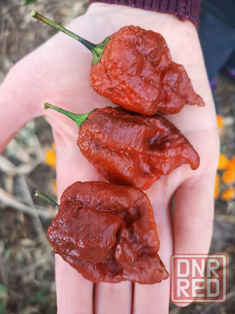 перец Carolina Reaper 7pot семена Донецк - изображение 1