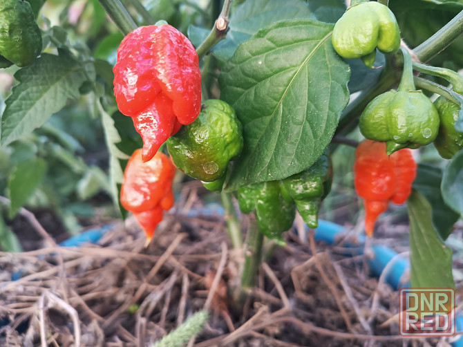 перец Carolina Reaper 7pot семена Донецк - изображение 7