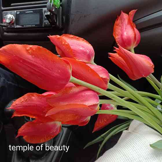 Тюльпаны: луковицы Донецк