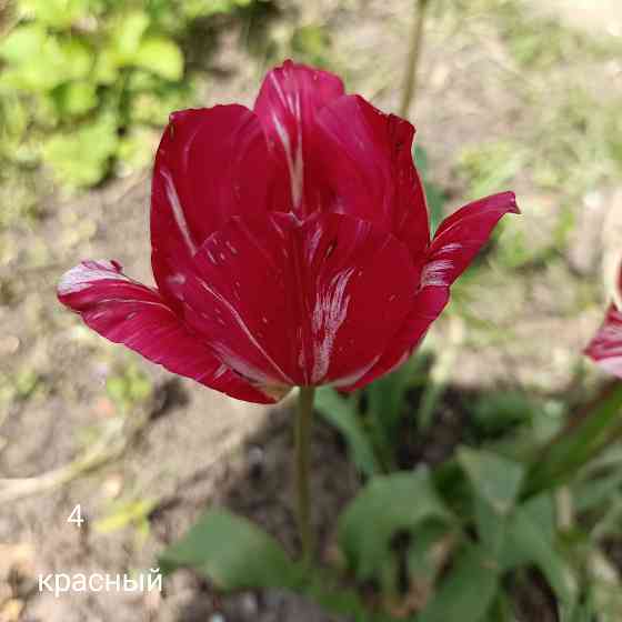 Тюльпаны: луковицы Донецк