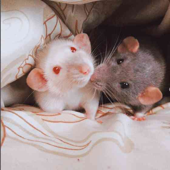 Крысята Дамбо милые малыши Енакиево
