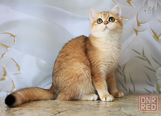 Котята золотой шиншиллы, с прививками, клубные. Макеевка - изображение 3