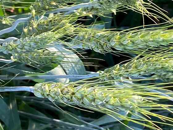 Семена озимой пшеницы зернорадской селекции элита и репродукции Донецк