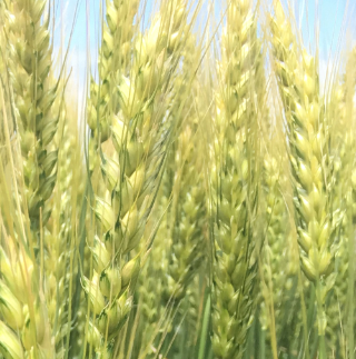 Семена озимой пшеницы зернорадской селекции элита и репродукции Донецк