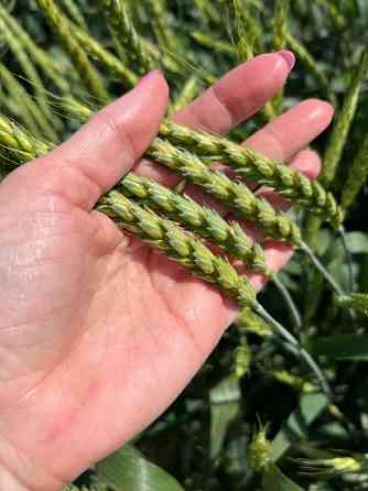 Семена озимой пшеницы краснодарской селекции Донецк
