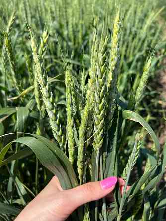 Семена озимой пшеницы краснодарской селекции Донецк