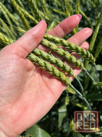 Семена озимой пшеницы краснодарской селекции Донецк - изображение 3