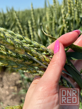 Семена озимой пшеницы краснодарской селекции Донецк - изображение 1