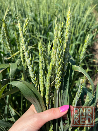 Семена озимой пшеницы краснодарской селекции Донецк - изображение 2