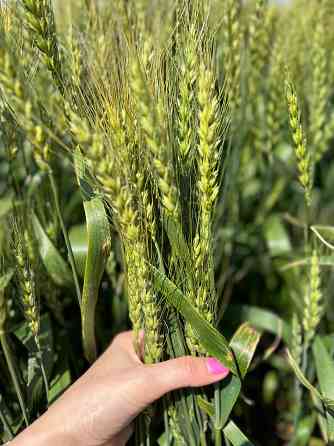 Семена озимой пшеницы донской селекции элита и репродукции Донецк